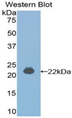 Invitrogen IFNA4 Polyclonal Antibody 20 &mu;L; Unconjugated:Antibodies,