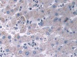 Invitrogen IFI35 Polyclonal Antibody:Antibodies:Primary Antibodies