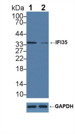 Invitrogen IFI35 Polyclonal Antibody:Antibodies:Primary Antibodies