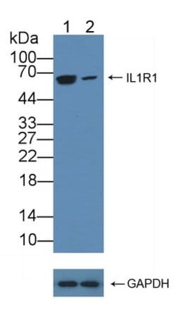 Invitrogen IL1R1 Polyclonal Antibody 200 &mu;L; Unconjugated:Antibodies,