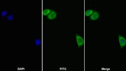 Invitrogen IL11RA Polyclonal Antibody 200 &mu;L; Unconjugated:Antibodies,