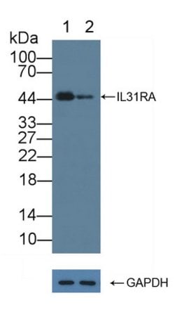 Invitrogen IL31RA Polyclonal Antibody 20 &mu;L; Unconjugated:Antibodies,