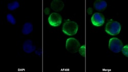 Invitrogen CD127 Polyclonal Antibody 20 &mu;L; Unconjugated:Antibodies,
