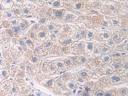 Invitrogen CD127 Polyclonal Antibody 20 &mu;L; Unconjugated:Antibodies,