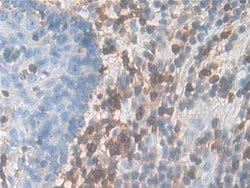 Invitrogen CD127 Polyclonal Antibody 20 &mu;L; Unconjugated:Antibodies,
