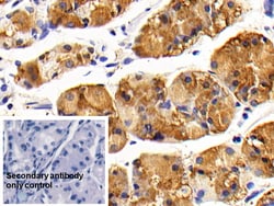 Invitrogen CD127 Polyclonal Antibody 20 &mu;L; Unconjugated:Antibodies,