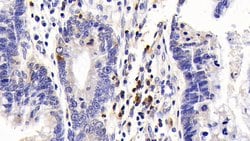 Invitrogen CD127 Polyclonal Antibody 20 &mu;L; Unconjugated:Antibodies,