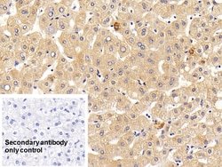 Invitrogen CD127 Polyclonal Antibody 20 &mu;L; Unconjugated:Antibodies,