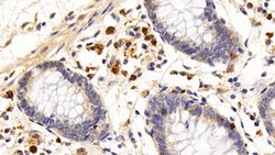 Invitrogen CD127 Polyclonal Antibody 20 &mu;L; Unconjugated:Antibodies,