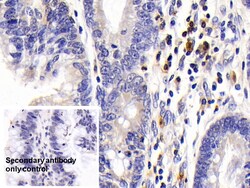 Invitrogen CD127 Polyclonal Antibody 20 &mu;L; Unconjugated:Antibodies,