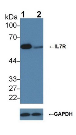 Invitrogen CD127 Polyclonal Antibody 20 &mu;L; Unconjugated:Antibodies,