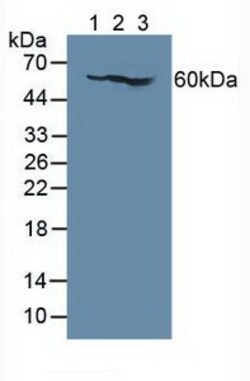 Invitrogen CD127 Polyclonal Antibody 20 &mu;L; Unconjugated:Antibodies,