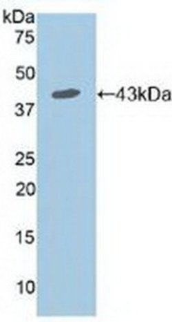 Invitrogen CD127 Polyclonal Antibody 20 &mu;L; Unconjugated:Antibodies,