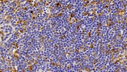 Invitrogen IBA1 Polyclonal Antibody:Antibodies:Primary Antibodies