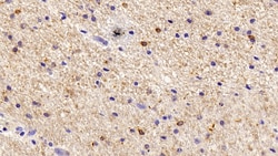 Invitrogen IBA1 Polyclonal Antibody:Antibodies:Primary Antibodies