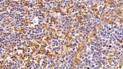 Invitrogen IBA1 Polyclonal Antibody:Antibodies:Primary Antibodies