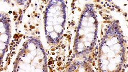 Invitrogen IBA1 Polyclonal Antibody:Antibodies:Primary Antibodies