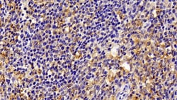 Invitrogen IBA1 Polyclonal Antibody:Antibodies:Primary Antibodies