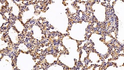 Invitrogen IBA1 Polyclonal Antibody:Antibodies:Primary Antibodies