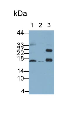 Invitrogen IBA1 Polyclonal Antibody:Antibodies:Primary Antibodies