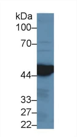 Invitrogen IDH1 Polyclonal Antibody:Antibodies:Primary Antibodies