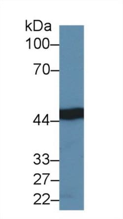 Invitrogen IDH1 Polyclonal Antibody:Antibodies:Primary Antibodies
