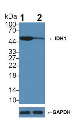 Invitrogen IDH1 Polyclonal Antibody:Antibodies:Primary Antibodies