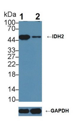 Invitrogen IDH2 Polyclonal Antibody:Antibodies:Primary Antibodies