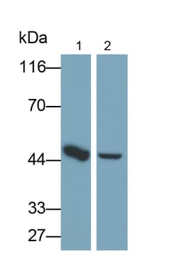 Invitrogen IDH2 Polyclonal Antibody:Antibodies:Primary Antibodies
