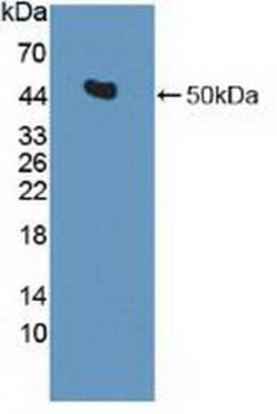 Invitrogen IDH2 Polyclonal Antibody:Antibodies:Primary Antibodies