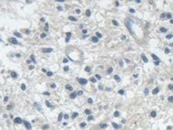 Invitrogen IARS Polyclonal Antibody 200 &mu;L | Buy Online | Invitrogen&trade; | Fisher Scientific