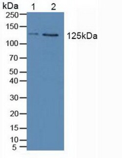 Invitrogen JAK2 Polyclonal Antibody 200 &mu;L; Unconjugated:Antibodies,