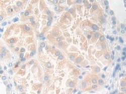 Invitrogen KLK11 Polyclonal Antibody:Antibodies:Primary Antibodies