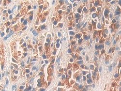 Invitrogen KLK11 Polyclonal Antibody:Antibodies:Primary Antibodies
