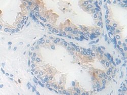 Invitrogen KLK11 Polyclonal Antibody:Antibodies:Primary Antibodies