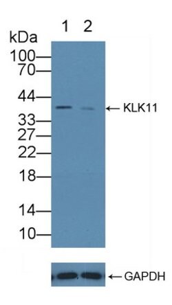 Invitrogen KLK11 Polyclonal Antibody:Antibodies:Primary Antibodies
