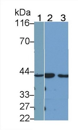 Invitrogen KLK11 Polyclonal Antibody:Antibodies:Primary Antibodies