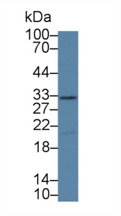 Invitrogen Kallikrein 14 Polyclonal Antibody:Antibodies:Primary Antibodies