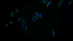 Invitrogen KPNA2 Polyclonal Antibody:Antibodies:Primary Antibodies