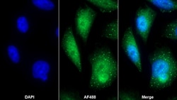 Invitrogen KPNA2 Polyclonal Antibody:Antibodies:Primary Antibodies