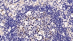 Invitrogen KPNA2 Polyclonal Antibody:Antibodies:Primary Antibodies