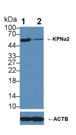 Invitrogen KPNA2 Polyclonal Antibody:Antibodies:Primary Antibodies