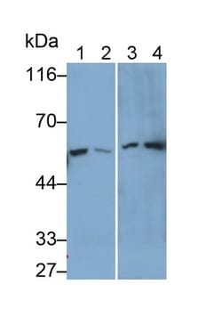 Invitrogen KPNA2 Polyclonal Antibody:Antibodies:Primary Antibodies