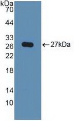 Invitrogen KPNA2 Polyclonal Antibody:Antibodies:Primary Antibodies