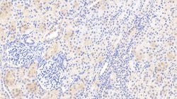 Invitrogen KAZALD1 Polyclonal Antibody 20 &mu;L; Unconjugated:Antibodies,