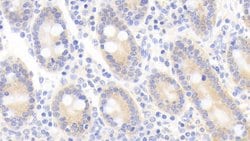 Invitrogen KAZALD1 Polyclonal Antibody 20 &mu;L; Unconjugated:Antibodies,