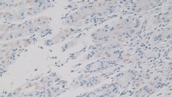 Invitrogen KAZALD1 Polyclonal Antibody 20 &mu;L; Unconjugated:Antibodies,