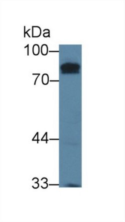 Invitrogen KELL Polyclonal Antibody 20 &mu;L; Unconjugated:Antibodies,