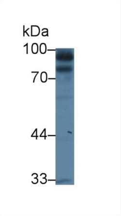Invitrogen KELL Polyclonal Antibody 20 &mu;L; Unconjugated:Antibodies,