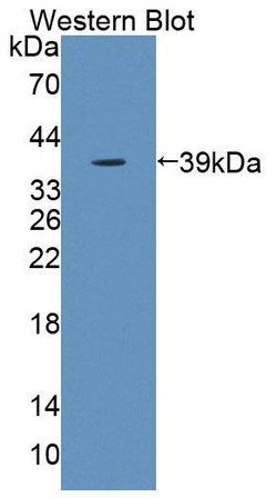 Invitrogen KELL Polyclonal Antibody 20 &mu;L; Unconjugated:Antibodies,